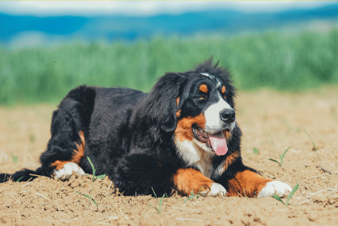 Bernese Mountain Dog