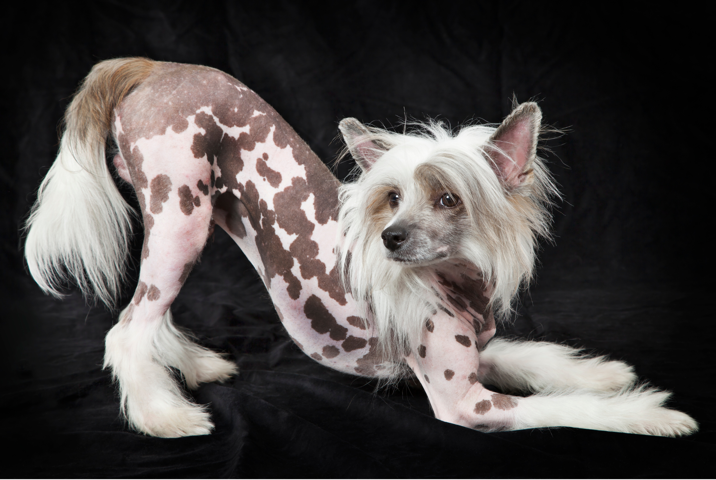 Chinese Crested Dog