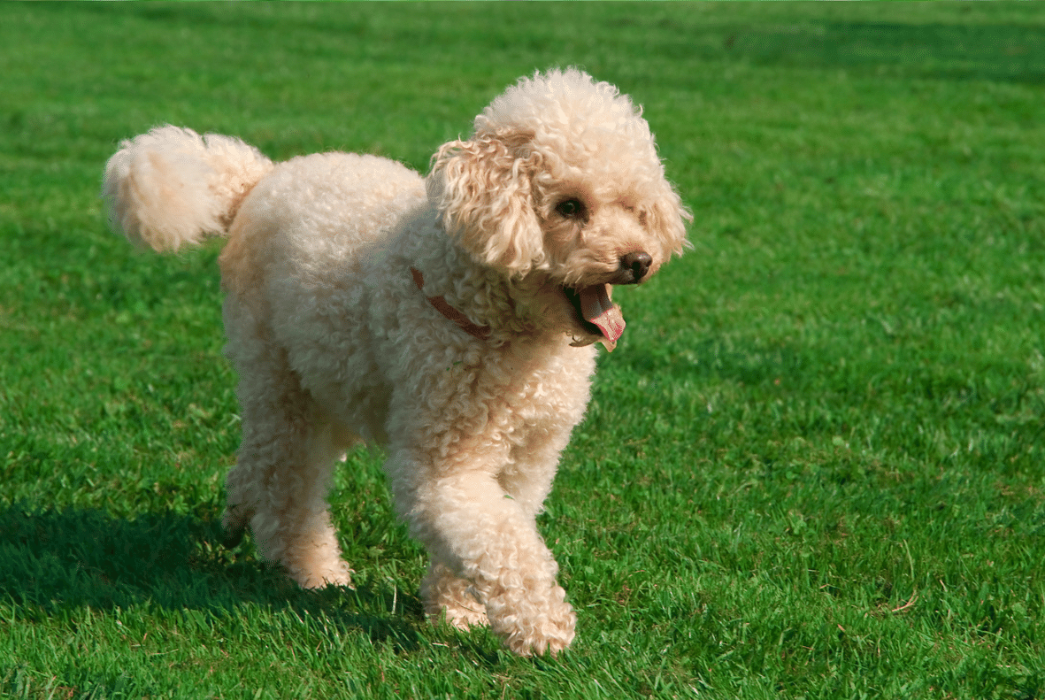 Poodle