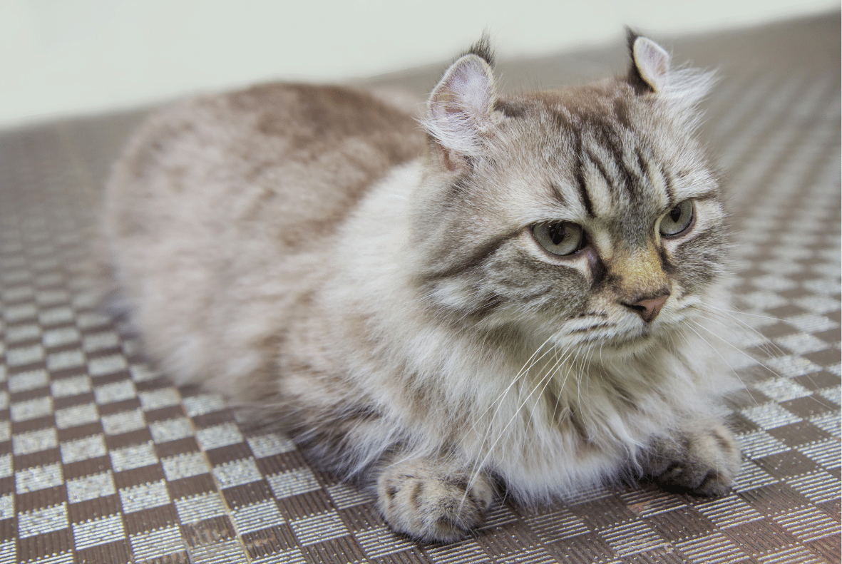 American Curl